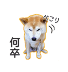 播州のごんちゃん（個別スタンプ：17）