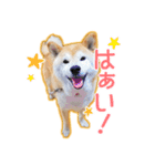播州のごんちゃん（個別スタンプ：19）