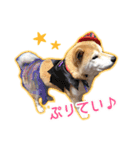 播州のごんちゃん（個別スタンプ：21）