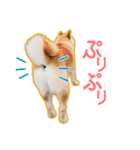 播州のごんちゃん（個別スタンプ：22）