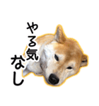 播州のごんちゃん（個別スタンプ：24）