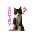 猫のみゃあ（個別スタンプ：1）