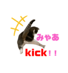 猫のみゃあ（個別スタンプ：2）
