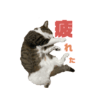 猫のみゃあ（個別スタンプ：4）