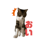 猫のみゃあ（個別スタンプ：5）