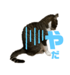 猫のみゃあ（個別スタンプ：7）