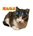 猫のみゃあ（個別スタンプ：8）