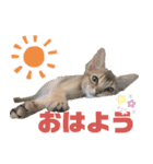 ソマリ猫 Leoくんスタンプ（個別スタンプ：2）
