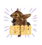 ソマリ猫 Leoくんスタンプ（個別スタンプ：3）