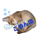 ソマリ猫 Leoくんスタンプ（個別スタンプ：7）