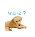 こたんぷ☺︎（個別スタンプ：1）