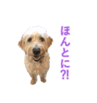 こたんぷ☺︎（個別スタンプ：11）