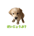 こたんぷ☺︎（個別スタンプ：14）