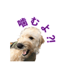こたんぷ☺︎（個別スタンプ：15）