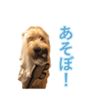 こたんぷ☺︎（個別スタンプ：16）