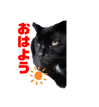 万能黒猫 木下三四郎 16ver（個別スタンプ：2）