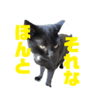 万能黒猫 木下三四郎 16ver（個別スタンプ：3）