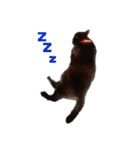 万能黒猫 木下三四郎 16ver（個別スタンプ：5）