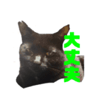 万能黒猫 木下三四郎 16ver（個別スタンプ：6）