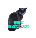 万能黒猫 木下三四郎 16ver（個別スタンプ：7）