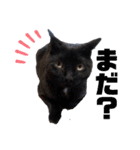 万能黒猫 木下三四郎 16ver（個別スタンプ：9）