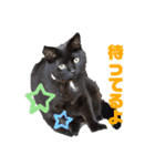 万能黒猫 木下三四郎 16ver（個別スタンプ：10）