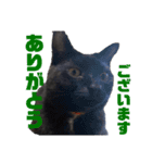 万能黒猫 木下三四郎 16ver（個別スタンプ：12）