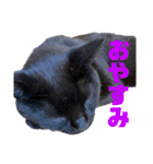 万能黒猫 木下三四郎 16ver（個別スタンプ：13）