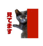 万能黒猫 木下三四郎 16ver（個別スタンプ：14）