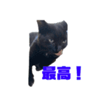 万能黒猫 木下三四郎 16ver（個別スタンプ：16）