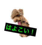 稀に使うピノスタンプ（個別スタンプ：4）
