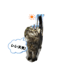 猫だって！（個別スタンプ：1）
