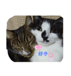 猫だって！（個別スタンプ：2）