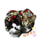 猫だって！（個別スタンプ：3）