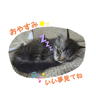 猫だって！（個別スタンプ：4）