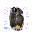 猫だって！（個別スタンプ：5）