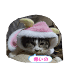 猫だって！（個別スタンプ：7）