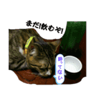 猫だって！（個別スタンプ：8）