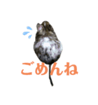 でぐーのむさしくん（個別スタンプ：6）