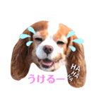 キャバリアのケリー姉さん（個別スタンプ：1）