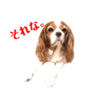 キャバリアのケリー姉さん（個別スタンプ：3）