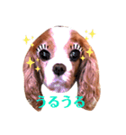 キャバリアのケリー姉さん（個別スタンプ：4）