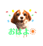 キャバリアのケリー姉さん（個別スタンプ：10）