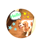 キャバリアのケリー姉さん（個別スタンプ：13）