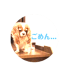 キャバリアのケリー姉さん（個別スタンプ：15）