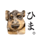 諭吉くんの日常スタンプ（個別スタンプ：3）