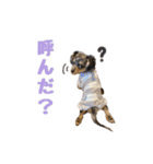 諭吉くんの日常スタンプ（個別スタンプ：15）