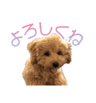 トイプードルクッキーの日常（個別スタンプ：1）
