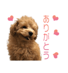 トイプードルクッキーの日常（個別スタンプ：2）