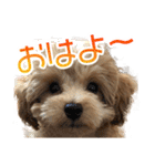 トイプードルクッキーの日常（個別スタンプ：5）